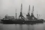 Det kokslastande ångfartyget VENUS av Flensburg under lossning i Malmö den 2/9/1950.