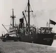 Lastångfartyget AUSEKLIS av Riga liggande i Limhamn i aug. 1951.