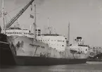 Tankmotorfartyget PRESIDENTE DUTRA av Rio de Janeiro liggande i Malmö aug. 1951.