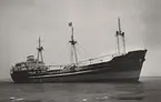 Det isländska lastmotorfartyget FJALLFOSS av Reykjavik på provtur i febr. 1954.