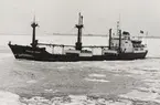 Lastmotorfartyget RAILA DAN av Esbjerg i Öresundsisen i början av 1963.