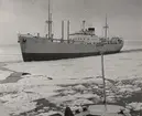 Lastmotorfartyget NIGELLA av Göteborg. Foto taget i början av 1963 i Öresund.