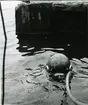 Dykaren försvinner ner i vattnet och ska snart ner till Vasa.