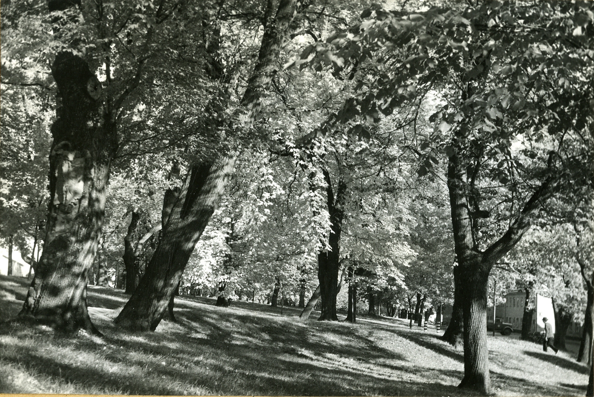 Parken på Skeppsholmen.