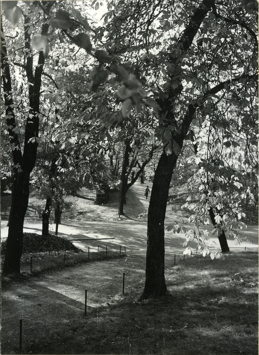 Parken på Skeppsholmen.