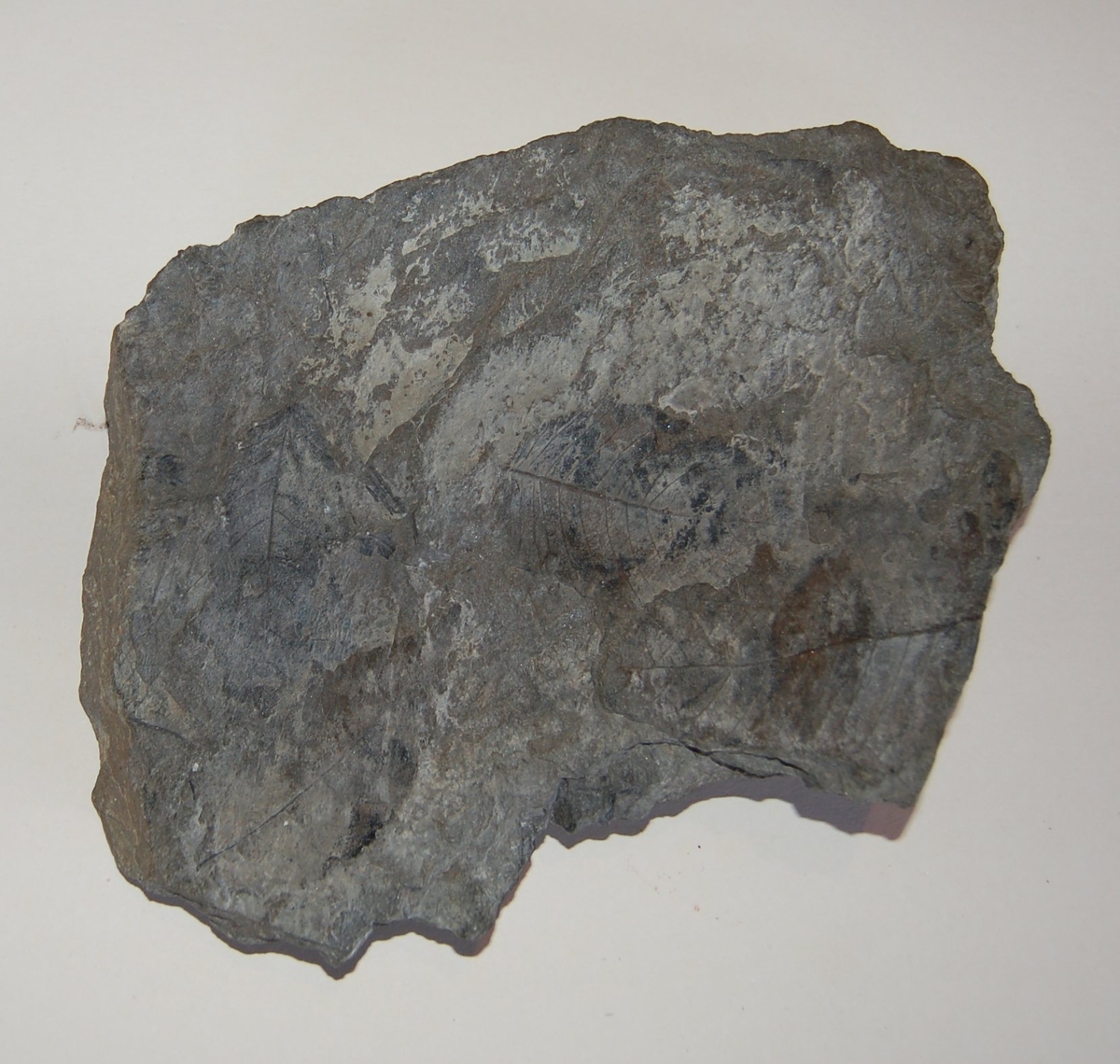 Steinavtrykk av fossil.