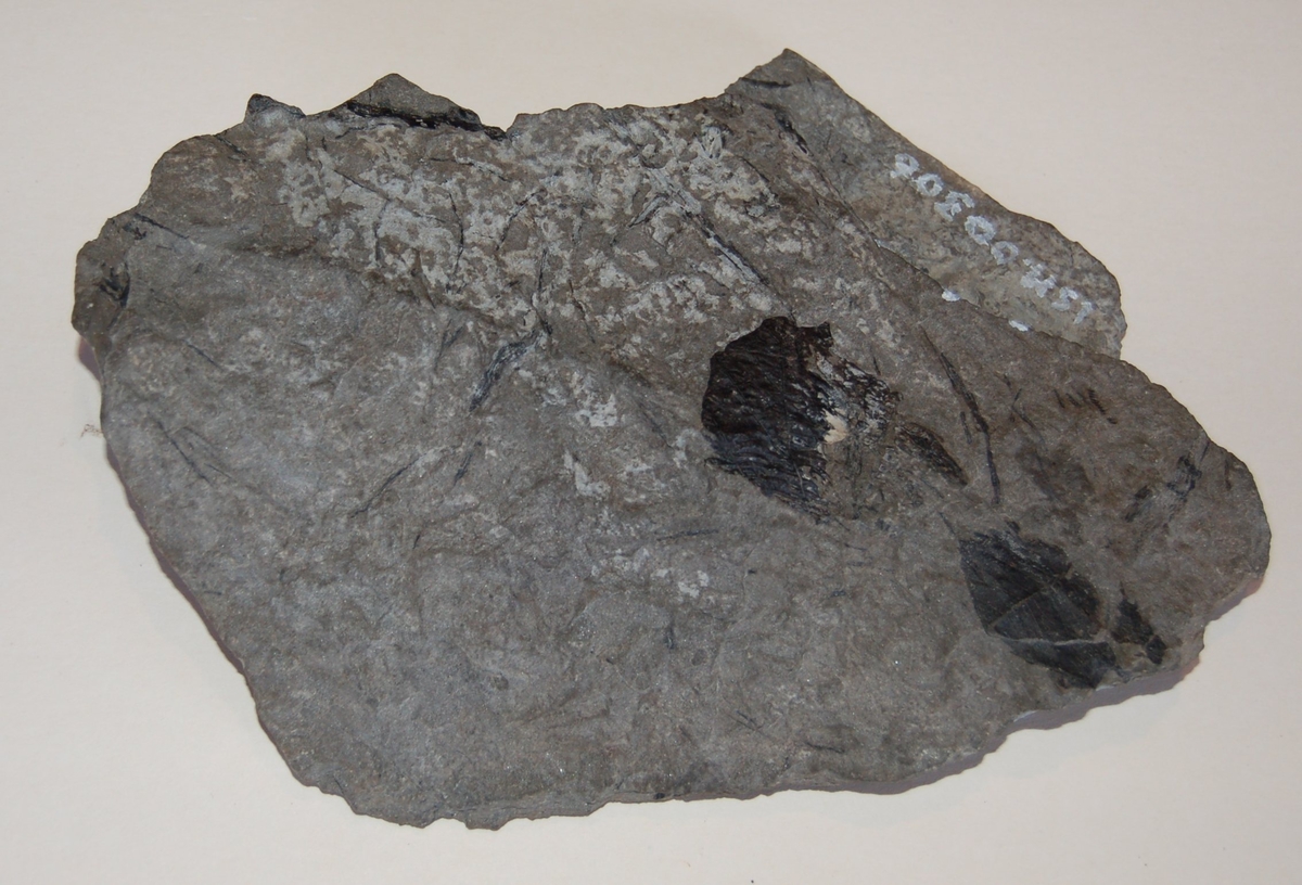Steinavtrykk av fossil.