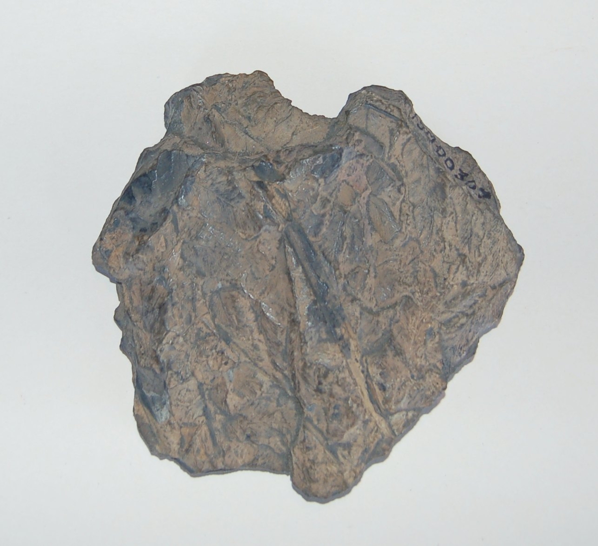 Steinavtrykk av fossil.