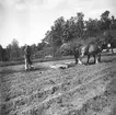 En man arbetar på en åker i Julita socken, Södermanland. I bakgrunden ses Nybble parstuga, även kallad Nybble Norrgård eller Nybble Östergård. Mannen planar ut vallarna som uppstått efter att man satt potatis med hjälp av en sladd dragen av två arbetshästar.