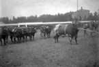 Uddevallautställningen 1928