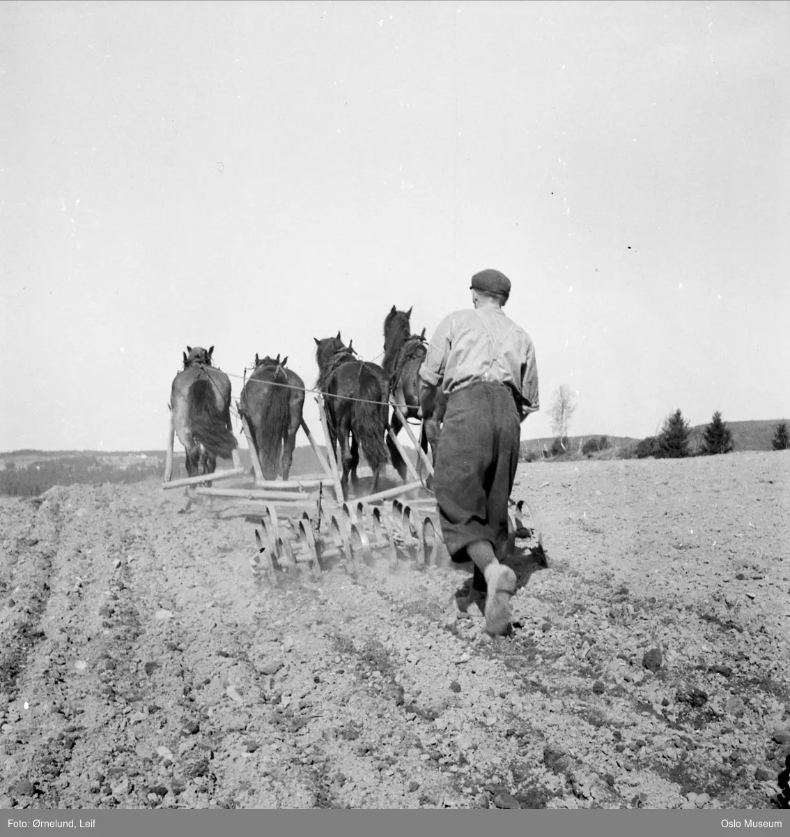 åker, hester, firspann, mann, harving