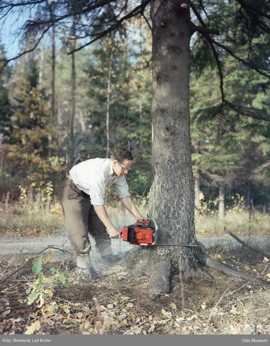 skog, mann, motorsag