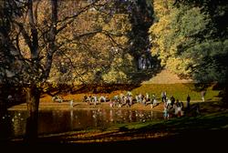 park, dam, barn, fugler