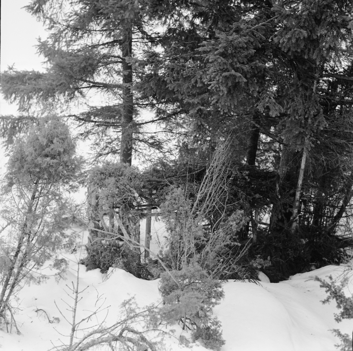 Riskojor, Uppland mars 1963