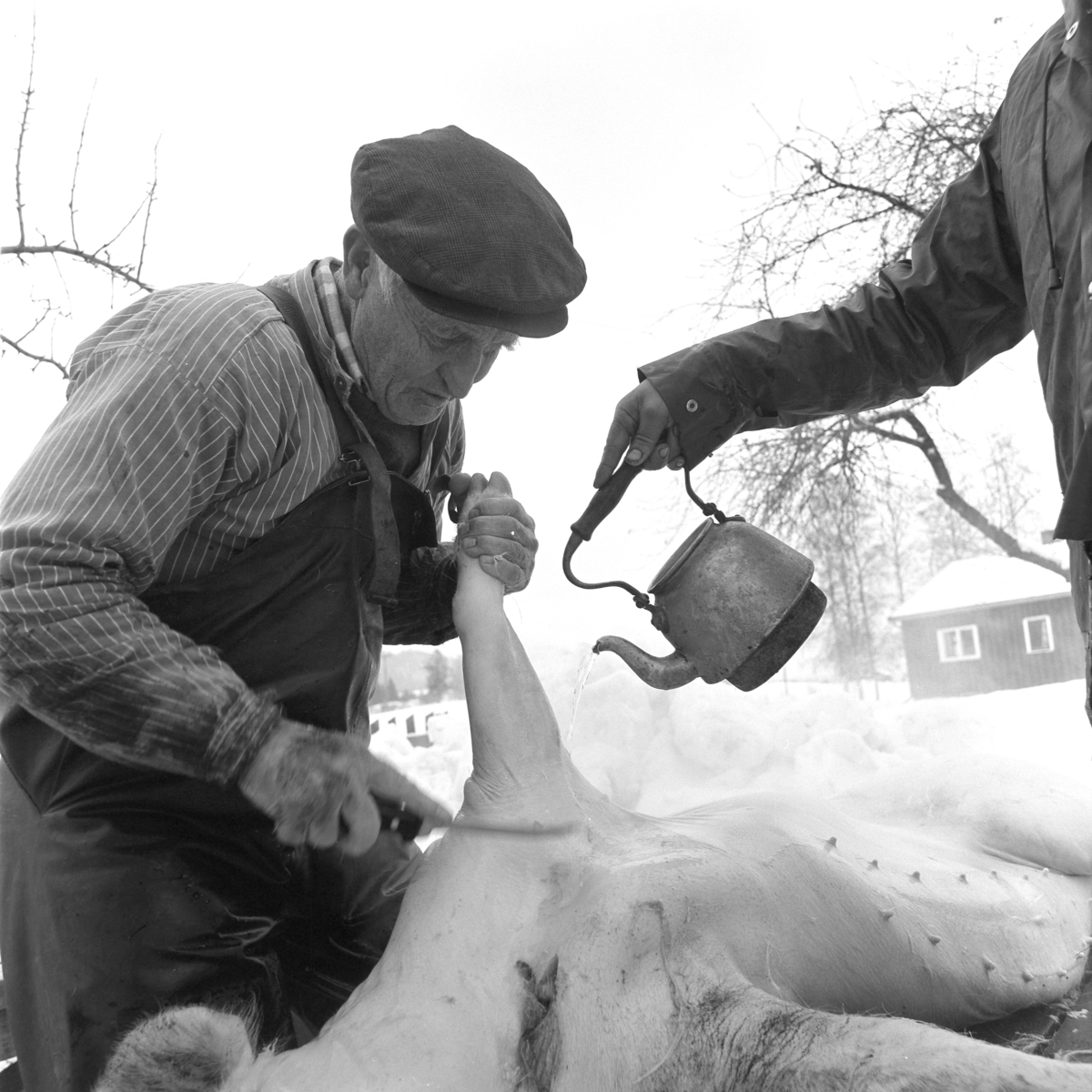 Ringsaker, Gaupen, Gamlevegen 44, Lunde, griseslakting med bygdeslakter Jon Rosenborg, skålding med varmt vann for å få grisebusten til å slippe, skåldevann,