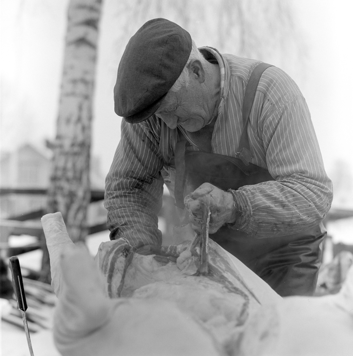 Ringsaker, Gaupen, Gamlevegen 44, Lunde, griseslakting med bygdeslakter Jon Rosenborg, buken er åpnet for å ta ut innvoller,