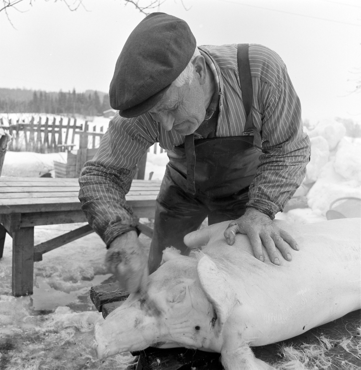 Ringsaker, Gaupen, Gamlevegen 44, Lunde, griseslakting med bygdeslakter Jon Rosenborg, skålding av grisebust,