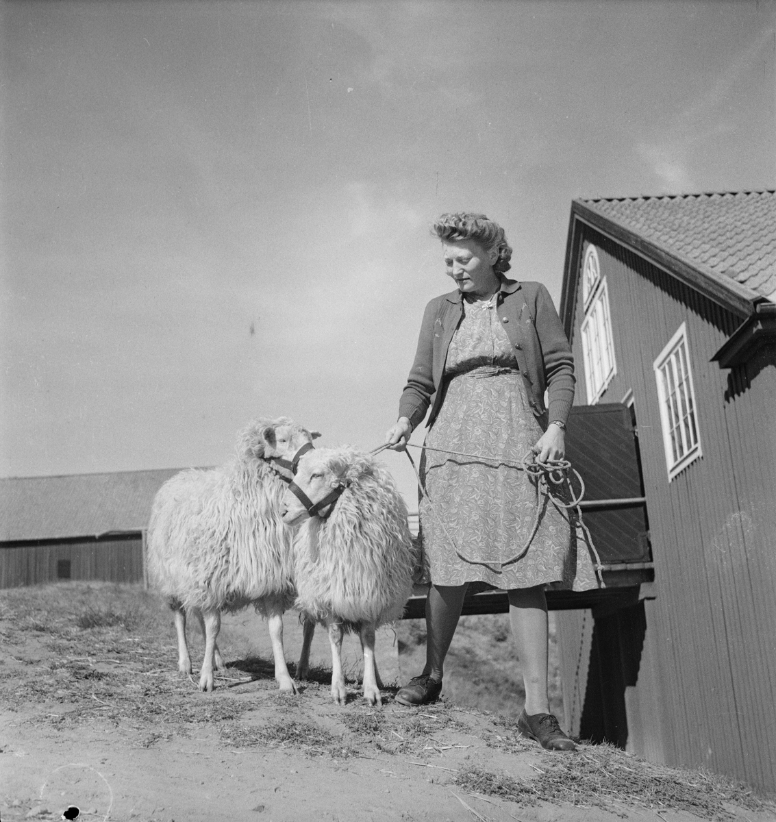 Premiering av baggar, Ultuna, Uppsala 1947