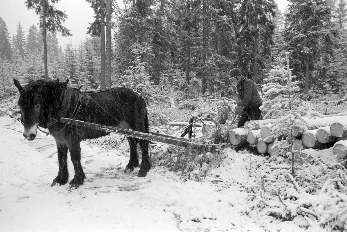 Skogsarbeid, hesteredskap, tømmerkjøring med hest, vinter, snøvær. Dagsåsen i Grue. Det er Leif Skasberg som kjører tømmer i teigen til Tvengsberg.