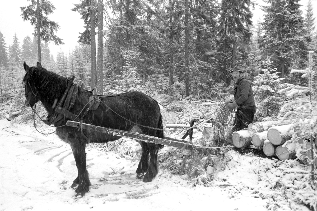 Skogsarbeid, hesteredskap, tømmerkjøring med hest, vinter, snøvær. Dagsåsen i Grue. Leif Skasberg  kjører tømmer i teigen til Tvengsberg.