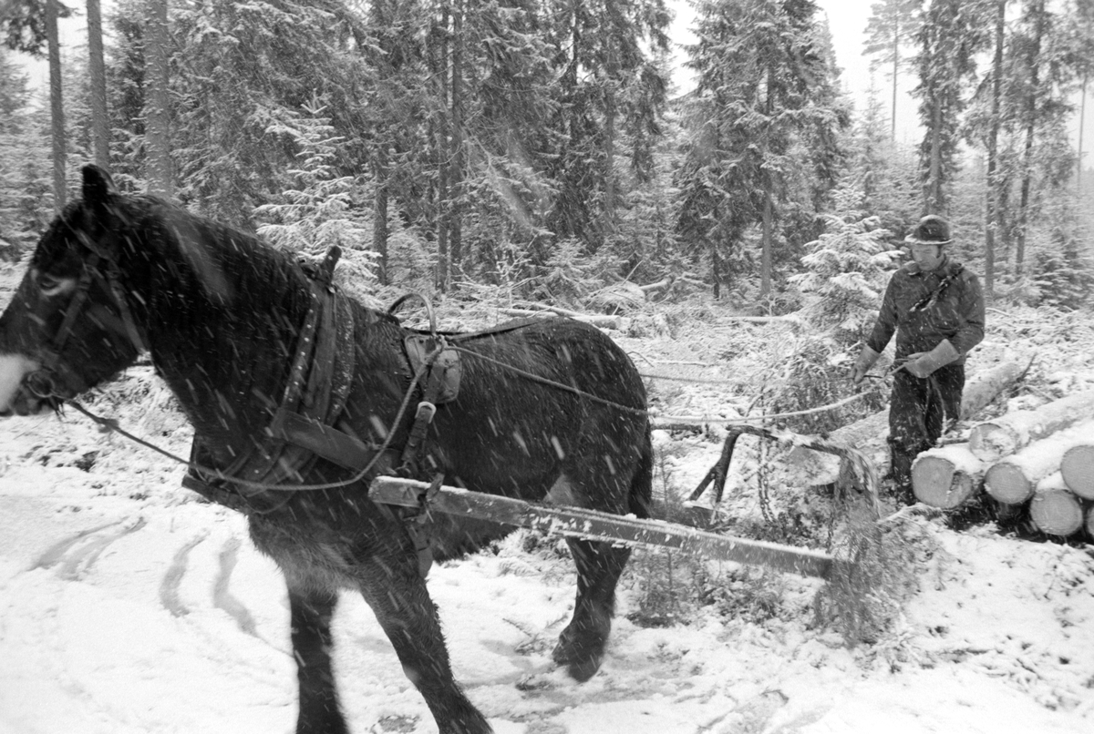 Skogsarbeid, hesteredskap, tømmerkjøring med hest, vinter, snøvær. Dagsåsen i Grue. Leif Skasberg  kjører tømmer i teigen til Tvengsberg.