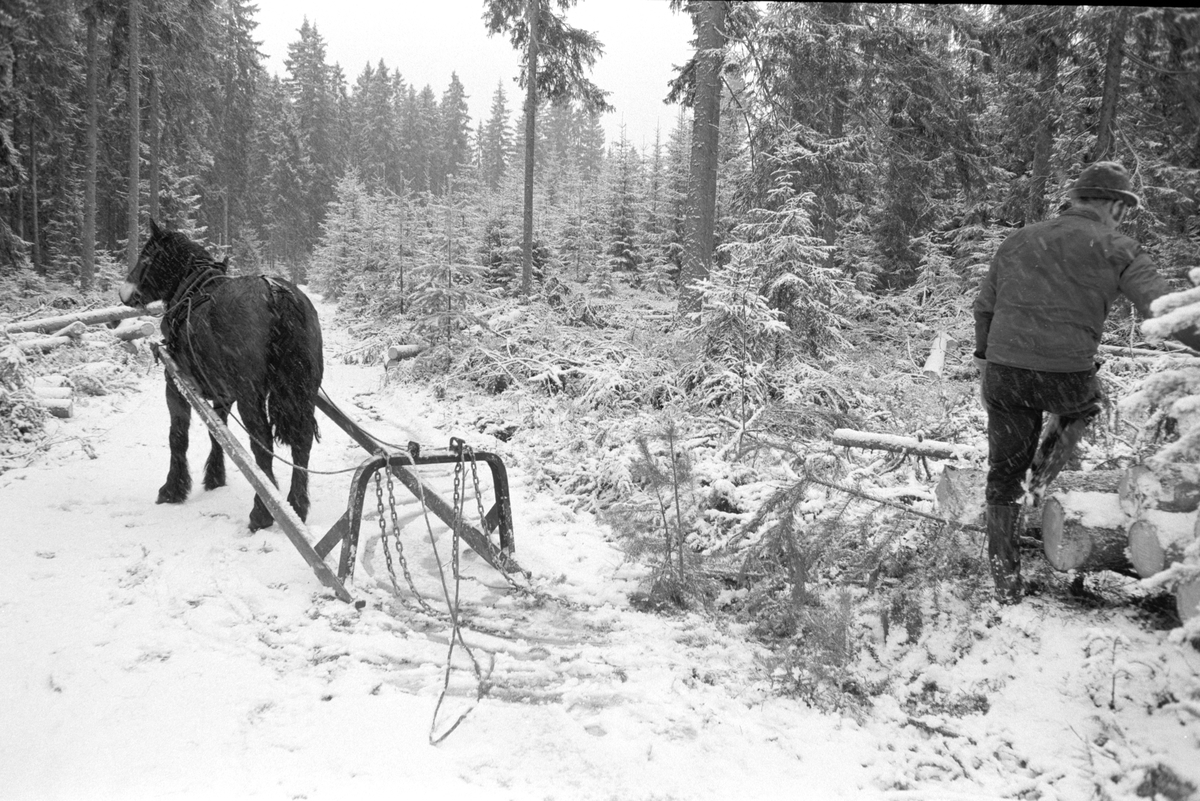 Skogsarbeid, hesteredskap, tømmerkjøring med hest, vinter, snøvær. Dagsåsen i Grue. Leif Skasberg  kjører tømmer i teigen til Tvengsberg.