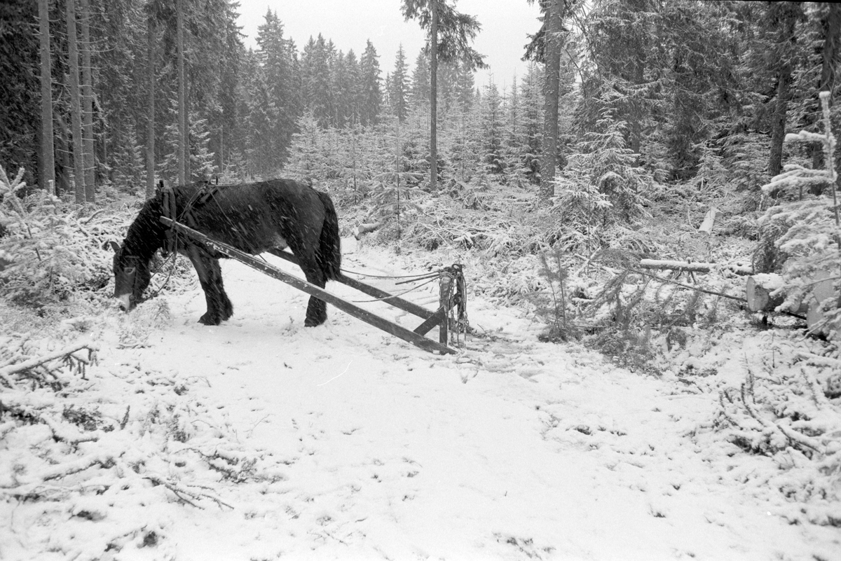 Skogsarbeid, hesteredskap, tømmerkjøring med hest, vinter, snøvær. Dagsåsen i Grue. Leif Skasberg  kjører tømmer i teigen til Tvengsberg.