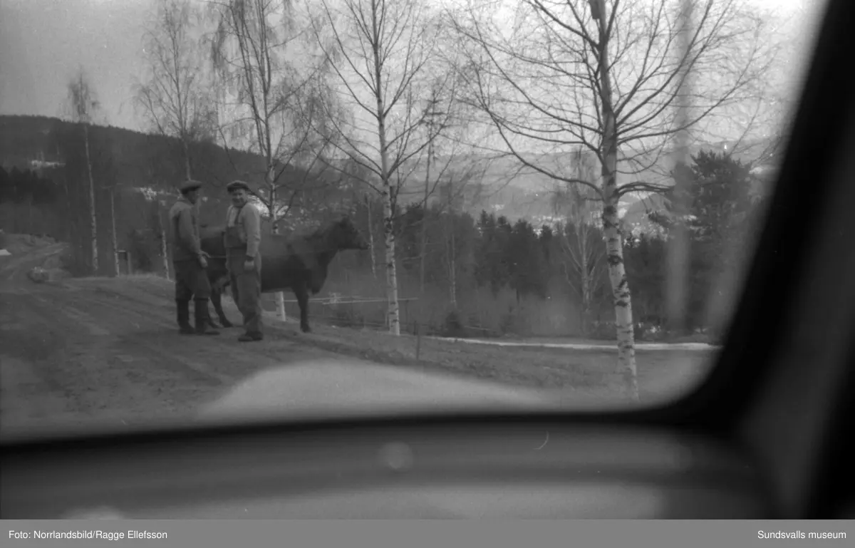 Trafikbilder utmed vägen mellan Hammarstrand och Sundsvall.