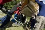 Båtupptagning på gammalt traditionellt vis, med handkraft, på Årstavikens SS vid Eriksdalsbadet 26 september 2009