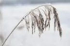 Vinter 2010 Djurgården, Strandvägen