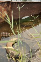 Besök på Furusunds Slip, massor med fin rost överallt!