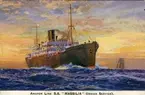 Anchor Line S.S. 