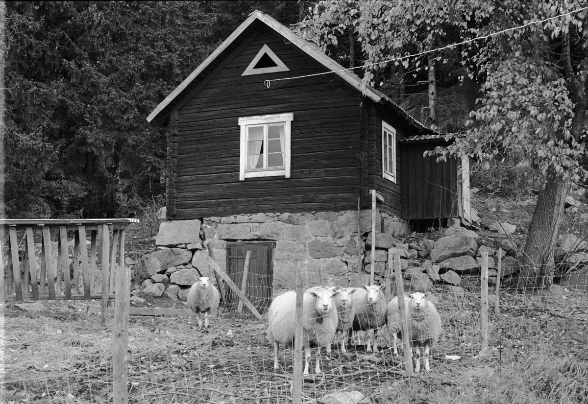 Källarstuga, Brunnsgården, Holmbro 2:3, Skogs-Tibble socken, Uppland 1985