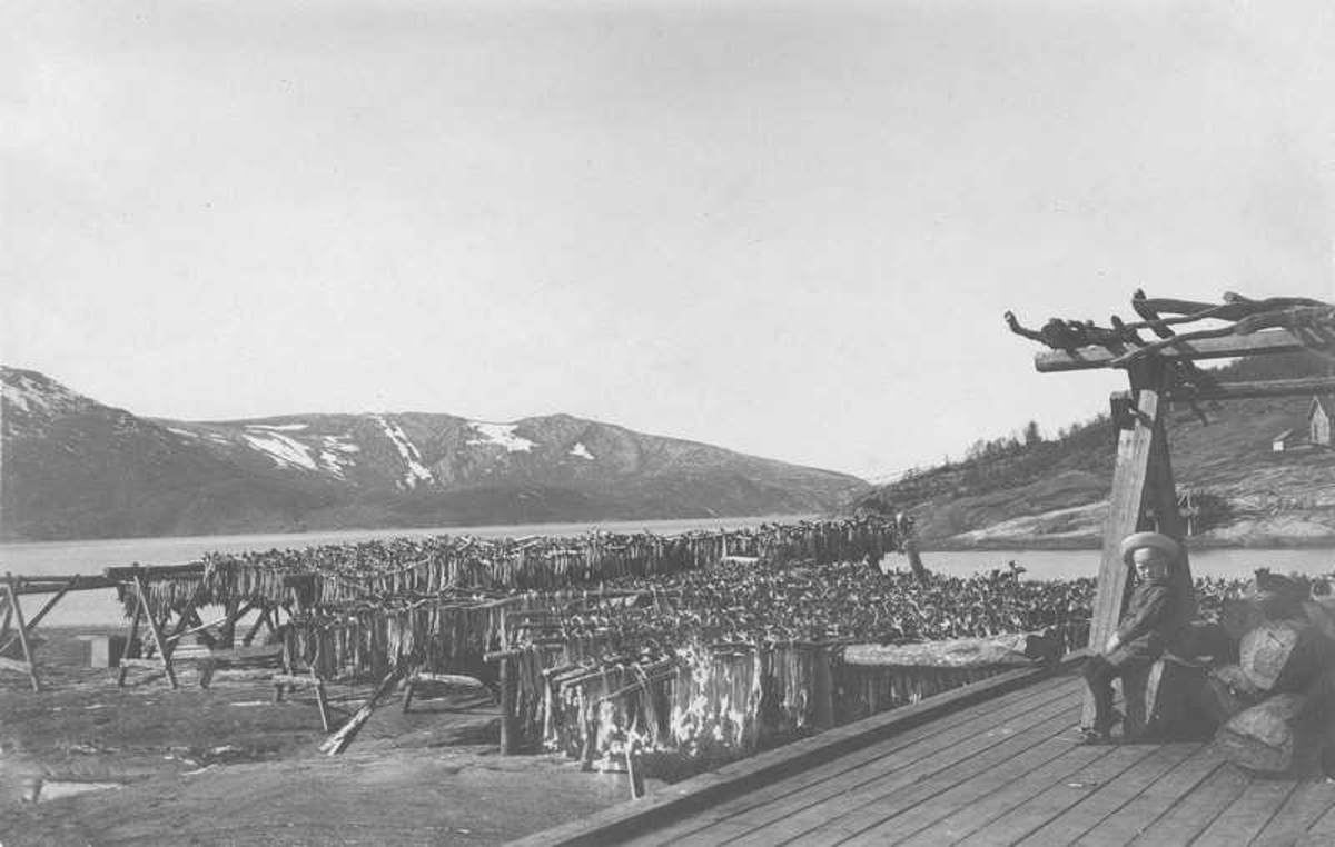 Kjøpsvikbergan, fisk henger på hjellene.. Smines i bakgrunnen. 