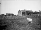 Friluftsmuseet Disagården, Gamla Uppsala 1930 - 1931