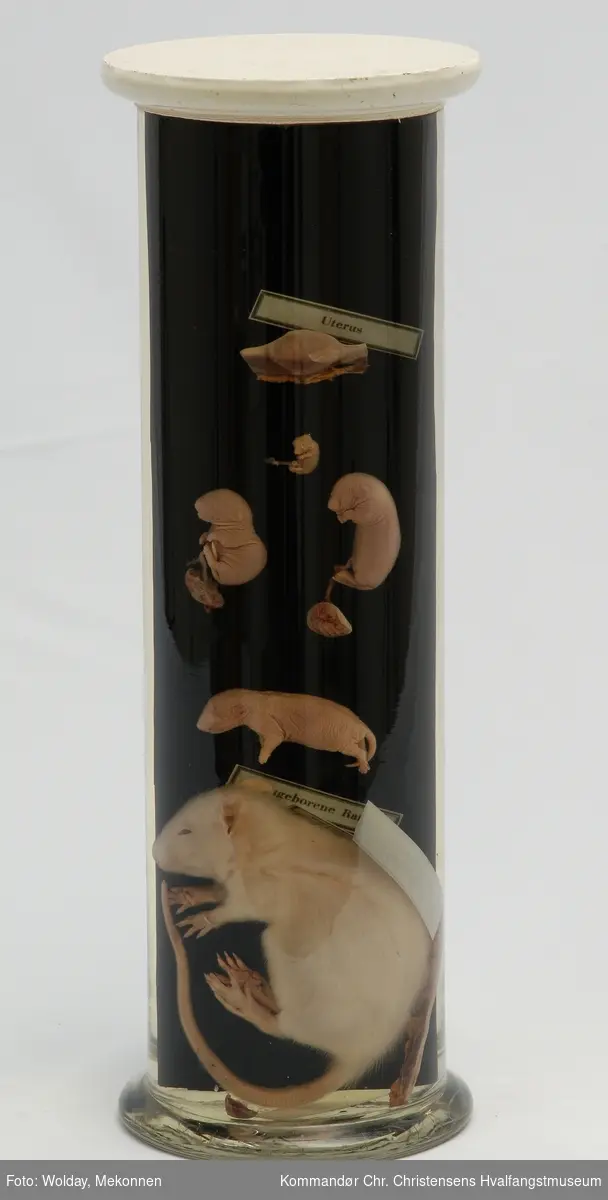 Innhold i glassylinder: Uterus, børframfall, fosteranlegget i fosterhinnen, fosteret i ulike stadier fram til nyfødt rotte
