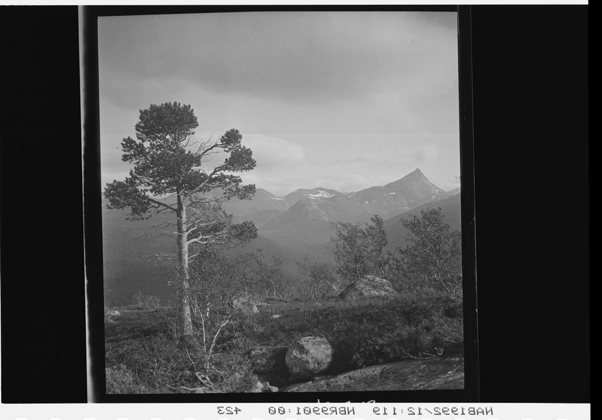 Skamdalen, Vomtinden til høyre.Terreng med furu og bjørk. Fjell i bakgrunnen.