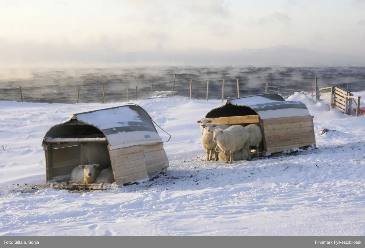 Sauer i Golnes 28. februar 2007, på en meget kald dag. Uthus laget av hvelvete båter