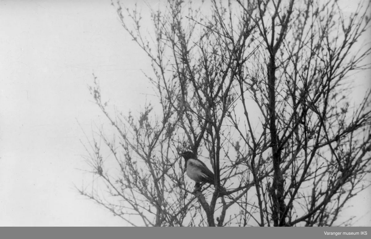 Skjære sitter på gren i et tre. Antatt fotografert i 1944.