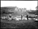 Ladugårdsgrundläggning i Brevik, 7 juni 1909. Johan Fredrik, född Hjärtum 1868-08-01, okänd, Karl Johansson, Hjärtum 1888-05-14. På bilden arbetar man med spett och slägga för att lägga grundmuren till den nya ladugården. I bakgrunden syns den gamla ladugården med halmtak och gödselstack. Timmerstockar och brädstaplar syns också på bilden.