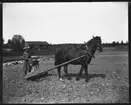 Gerda Johansson, Hjärtum 1893-10-15, med häst och åkervält, ögonblicksbild 25 maj 1907. Med på bilden finns också en hund och i bakgrunden syns den gamla ladugården och källarbyggnaden på Arnstorp.