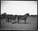 25 maj 1907 i Brevik: Gerda Johansson, Hjärtum 1893-10-15, och Ernst Johansson, Hjärtum 1895-10-12, med var sin häst och åkervält. I bakgrunden syns ladugården och källarbyggnaden på Torpet (Arnstorp).