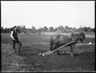 Abraham Jonsson, Hjärtum 1875-01-13, med häst, hund och harv, maj 1908. I bakgrunden syns ingen väg fram till Brevik.