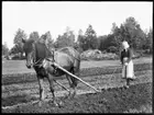 Den 24 september: Gerda Johansson, Hjärtum 1893-10-15, i Brevik med häst och harv.