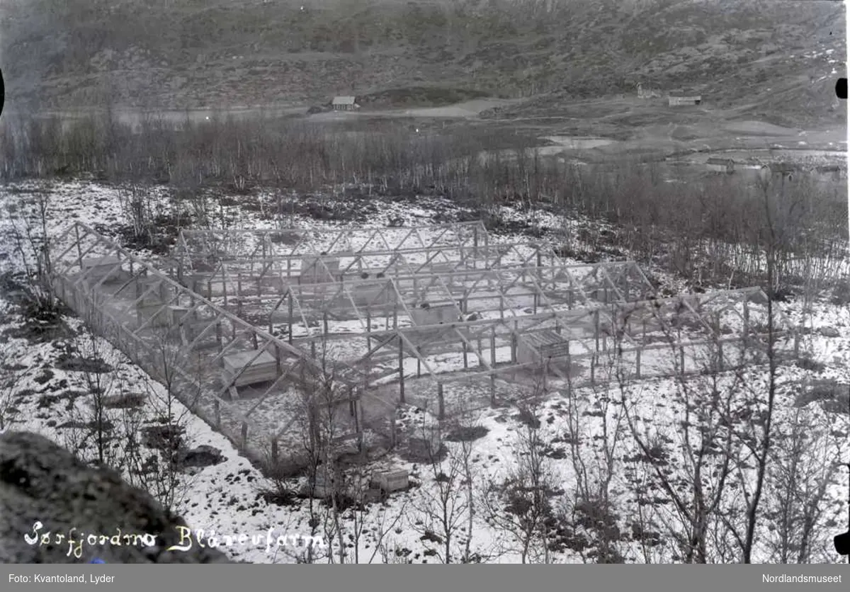 Blårevfarm. Sørfjordmo i Sørfold.
Kvantolands protokoll: Revefarmen til Ingvald Sørfjord.

