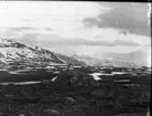 Fjällrip-tupp på stenblocket