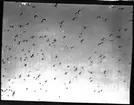 (Fåglar under flykt)