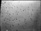 (Fåglar under flykt)