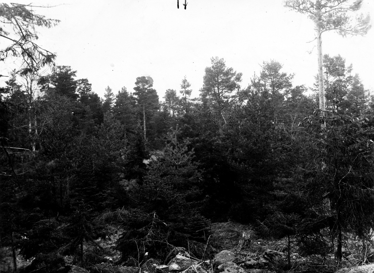Häckningsterräng, Nötkråka, Nucifraga