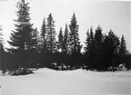 Mellansvensk barrskog/vinter/ Biotop för Korsnäbb 7 februari 1914